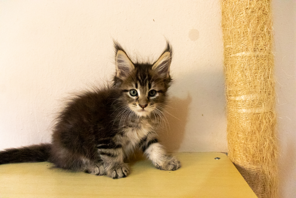 Filhote maine coon